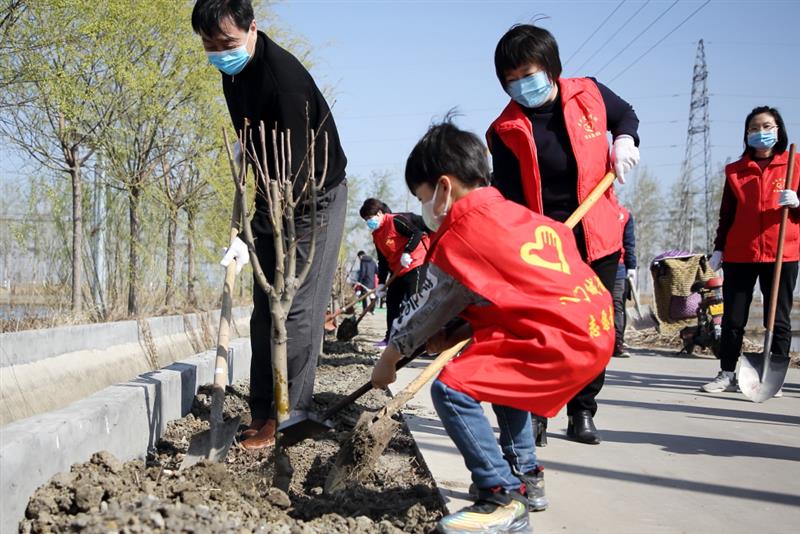 天津宝坻区的刚刚命名的“海棠路”栽下了365株美丽的西府海棠