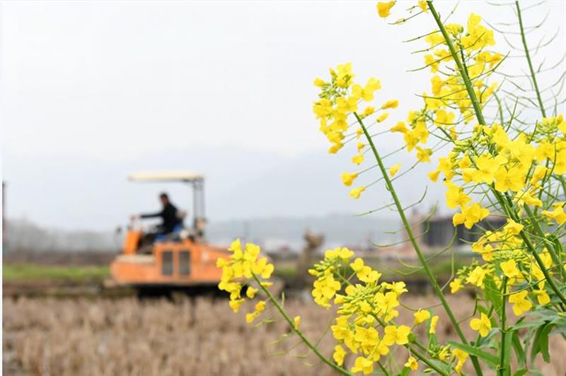 湖南双峰井字镇成立了春耕生产班子：有望较去年0.63万亩“翻一番”
