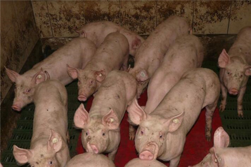 2020猪苗价格多少钱一斤？养一头猪能赚多少？（附各地最新仔猪报价）