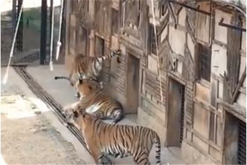 动物园取消钓老虎具体是怎么回事？老虎还要用钓的？附官方最新回应！