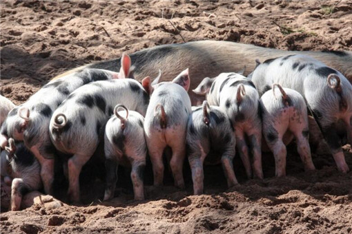 2020猪苗价格多少钱一斤？养一头猪能赚多少？（附各地最新仔猪报价）