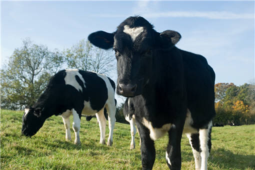 2020年繁殖母牛利润如何