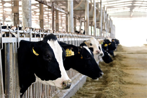 奶牛养殖技术要点