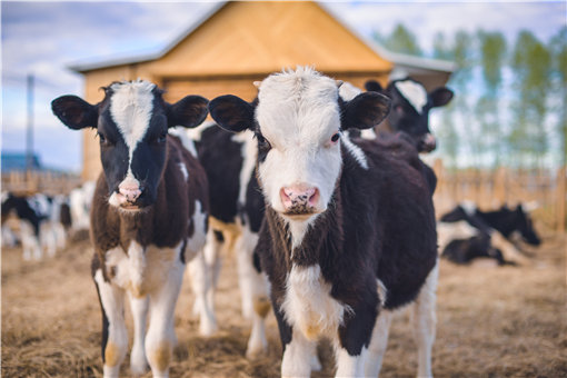一头奶牛一年的养殖成本和利润是多少