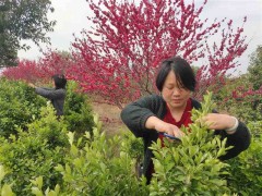 伊川县按照“一轴两带一廊一园百庄”生态布局，推进国土绿化！