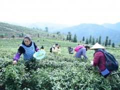 岑巩县有茶园面积3.7万亩，茶叶产量1019吨，推动群众实现持续增收