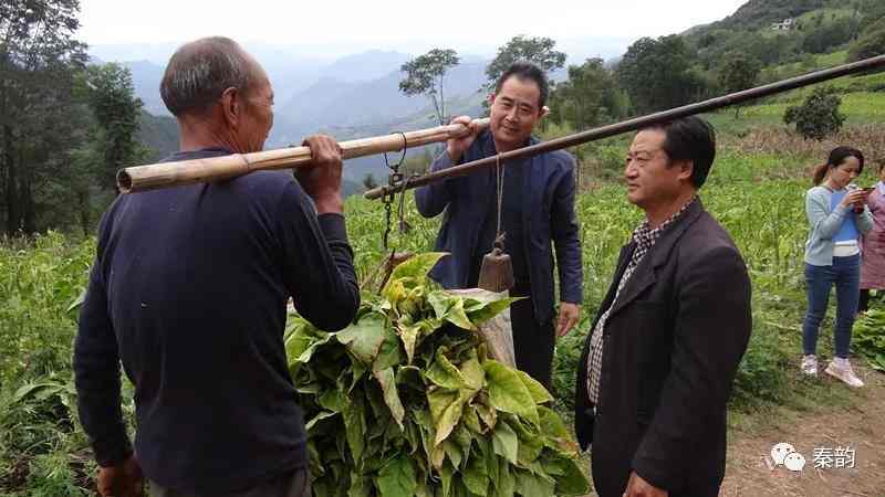 “宝”书记来了,小阳村变了<br/>——记陕西省旬阳县烟草局派驻小河镇小阳村第一书记柯尊宝