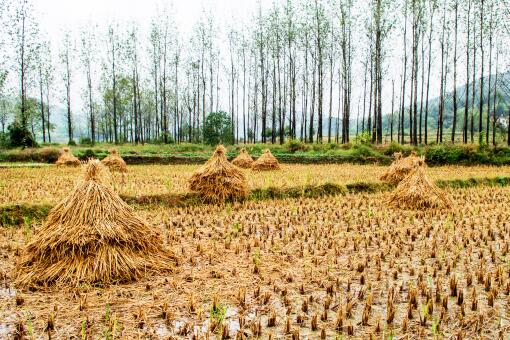 2020年种植双季稻有农村直补吗？补贴标准是多少？什么时候发放？