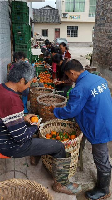 中国电信带货观音桥村两万斤甜橙销售一空