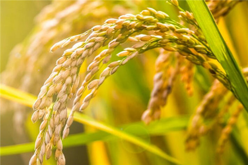 2020水稻保护价是多少？早、中、晚稻分别为多少钱？附最新通知！