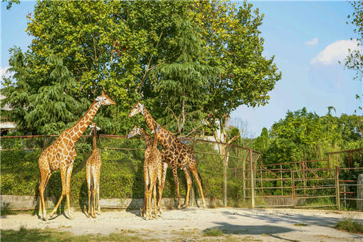 德国动物园拟宰杀动物应对疫情