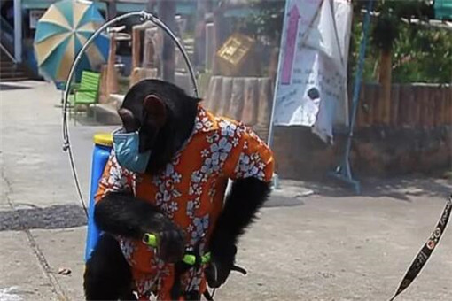 动物园让黑猩猩戴口罩骑手消毒具体是怎么回事？事件始末原因曝光！