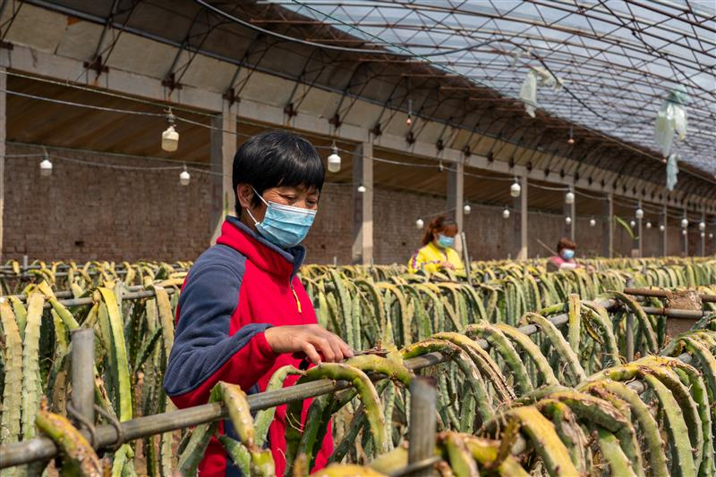 河北广宗：特色农业助农增收