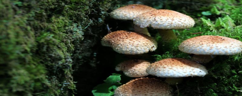 蘑菇是怎么传播种子的