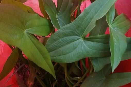 茨菇种植多久能收获？什么时候种植？怎么种植？