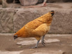 为什么散养鸡要铺细沙？鸡为什么要吃沙子？