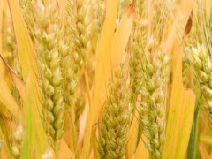 峰川9号小麦品种特性介绍！
