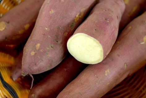 种红薯一般什么时间收获？如何使用钾肥？