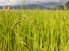 夏季稻谷高产的栽培和管理秘籍！掌握着五点就能高产