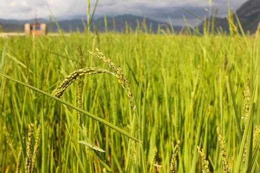 夏季稻谷高产的栽培和管理秘籍