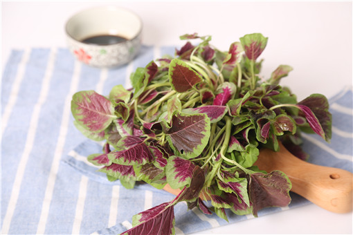 汉菜什么时候播种