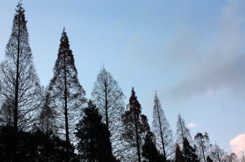中国特有树种云杉的别名叫什么？适合种植在什么海拔高度的地方？