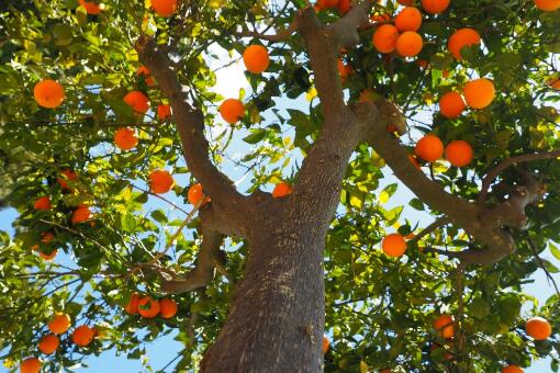 橙子树从种到结果实需要多久？可以种在院子里吗？附种植技术