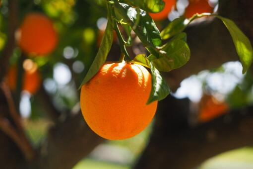 橙子树从种到结果实需要多久？可以种在院子里吗？附种植技术