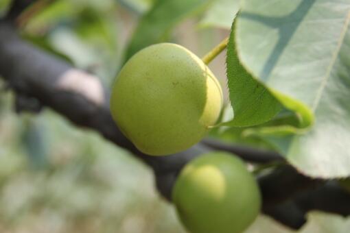 梨树怎么种？种在院子里可以吗？果实什么时候采收？