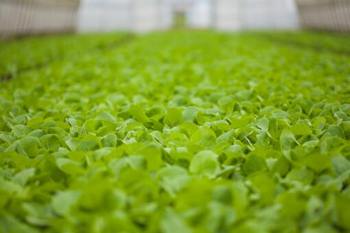 小白菜什么时候种植、收获？如何进行科学施肥？看完你就知道了！