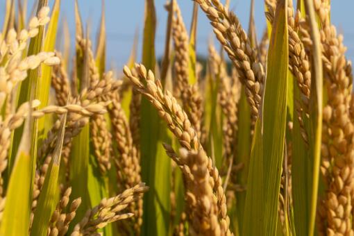 2020年种一亩水稻大约赚多少钱