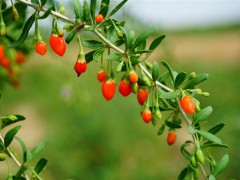 自家地不能想种啥就种啥,不了解这五大禁止事项要吃亏!