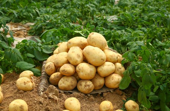 土豆价格大概多少钱一斤