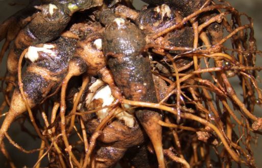 附子别名叫什么?种植技术要点有哪些?