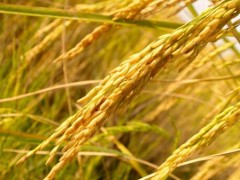 袁隆平海水稻团队亩产超400公斤！海水稻是什么？怎么种出来的？
