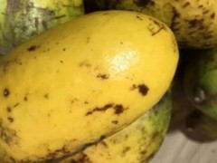 九月黄金蕉种植几年能结果？
