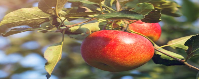 苹果树靠什么传播种子