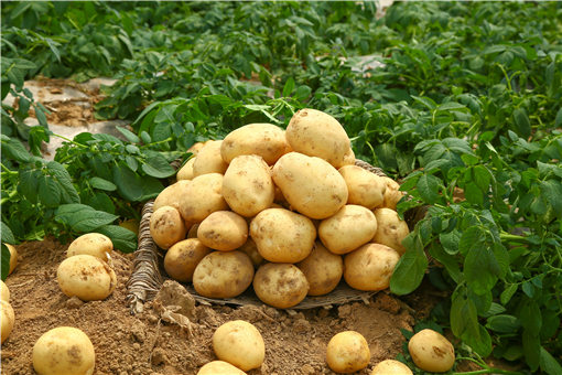春季土豆怎样种植