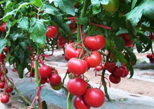 西红柿的栽培技术