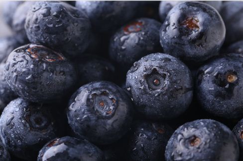 蓝莓种植要满足哪些条件？附修剪技术