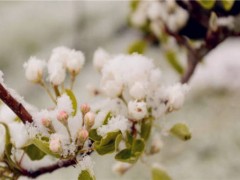 暖冬过后,果树倒春寒的预防和补救措施有哪些？建议果农收藏！