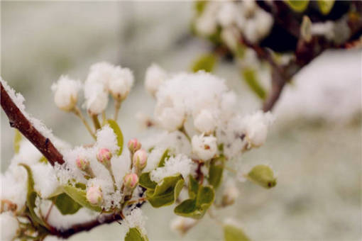 果树倒春寒的预防和补救措施