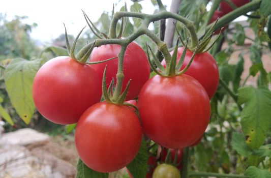 西红柿的别名叫什么?