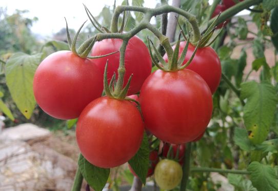 西红柿产地