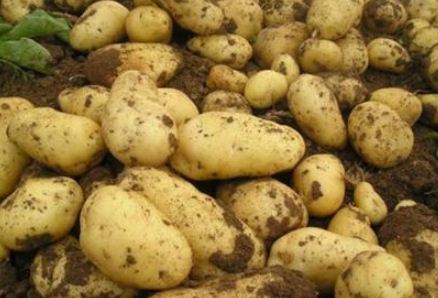 2020年马铃薯价格大概多少钱一斤？附施肥方法