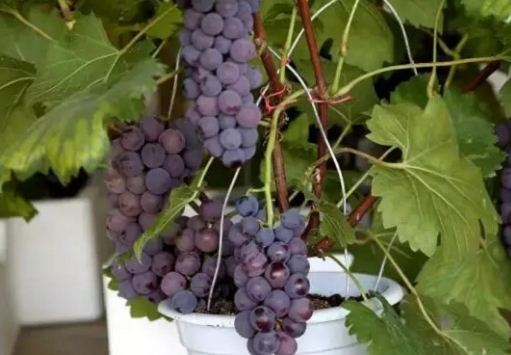 盆栽葡萄种植方法是什么