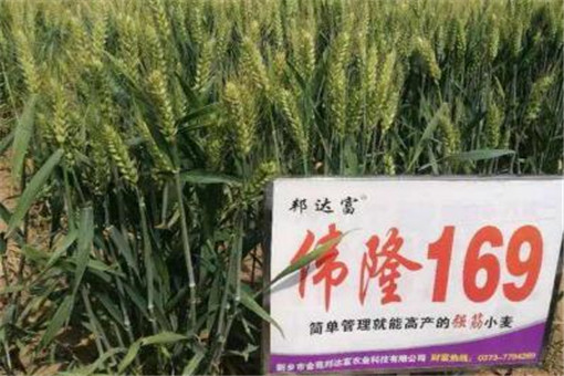 伟隆169品种介绍