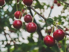 现在樱桃苗多少钱一棵？2020年种10亩大约赚多少钱？