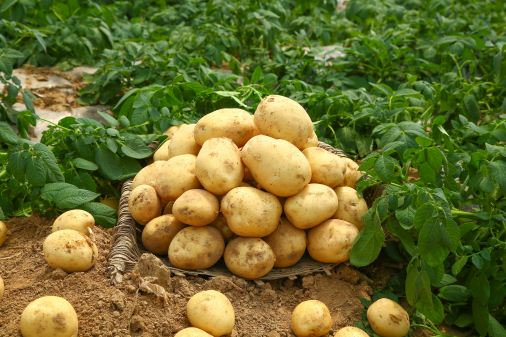 土豆播种时间