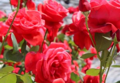 玫瑰是什么国家的国花？盆栽的玫瑰冬天怎么养？